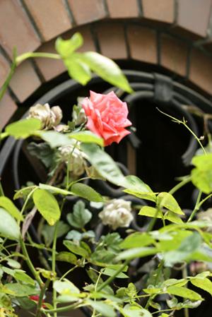 婚約指輪買取サービスが人気です